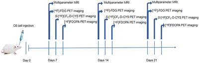 18F-Trifluoromethylated D-Cysteine as a Promising New PET Tracer for Glioma Imaging: Comparative Analysis With MRI and Histopathology in Orthotopic C6 Models